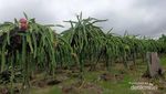 Ini Dia Tembok Besar Tiongkok Ala Kalimantan Timur