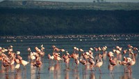 Flamingo-flamingo merah jambu ini menjadikan Danau Nakuru sebagai taman bermainnya (travel-tips.s3-website-eu-west)