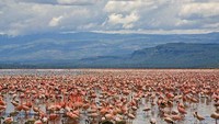 Jutaan Flamingo memenuhi Danau Nakuru setiap harinya (explorekenya.net)