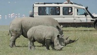 Terlihat wisatawan yang sedang mengamati badak yang tinggal di lake Nakuru National Park (kws.org)