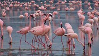 Aih! Lucunya flamingo-flamingo yang sedang mandi dan bermain di Danau Nakuru (traveldealsfinder.com)