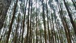 Ini Hutan Pinus yang Cantik di Sekitaran Yogyakarta