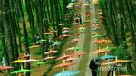 Ini Hutan Pinus yang Sejuk dan Instagramable di Magelang