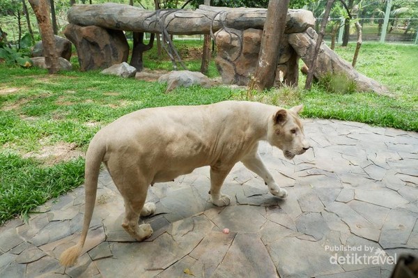 Singa putih asli Afrika Selatan, spot yang paling dicari di Faunaland
