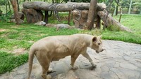 Singa putih asli Afrika Selatan, spot yang paling dicari di Faunaland