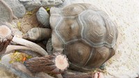 Kura-kura raksasa Aldabra ini bisa hidup hingga ratusan tahun. wow
