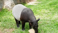 Tapir Albino ini makanannya harus dibekukan terlebih dahulu karena ia suka makan yang asam dan dingin