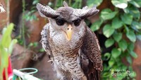 Raja burung hantu