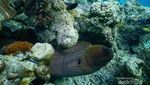 Ini Keindahan Bawah Laut Pulau Moyo