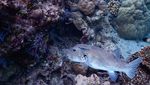 Ini Keindahan Bawah Laut Pulau Moyo