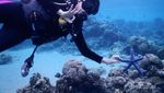 Ini Keindahan Bawah Laut Pulau Moyo
