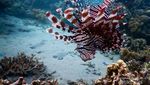 Ini Keindahan Bawah Laut Pulau Moyo