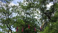 Killing Field