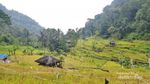Ini Nih, Curug Kebanggaan Warga Subang