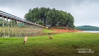 Namanya Pulau Pinus, karena memang pepohanan di pulau itu hanyalah pinus. Di situlah kami membangun tenda di bawah kerindangan daun daunnya