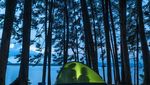Ini Nih Pulau Pinus Mungil di Tengah Danau