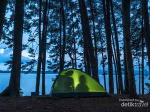 Ini Nih Pulau Pinus Mungil di Tengah Danau