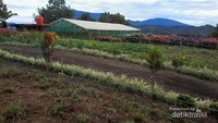 Berbagai jenis bunga di tanam di sini