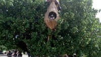 Spot foto sarang burung di kawasan Pantai Batu Hoda