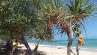 Beberapa tanaman yang ada di tepi pantai yang memberikan keteduhan ketika panas terik