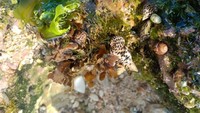 Biota lau di pantai Sepanjang (Kuta Tempo Dulu)