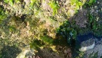 Batu karang di pantai Sepanjang (Kuta Tempo Dulu)