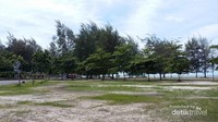 Pohon-pohon cemara laut yang tumbuh dominan di pantai ini.