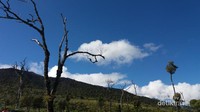 Hutan Mati dan Langit Biru