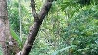 Kedai kopi ini terletak di antara rindangnya pepohonan juga air terjun yang terletak tak jauh dari sini