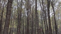 Panorama hutan pinus di Coban Talun