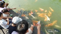 Pengunjung yang sebagian besar anak-anak terlihat antusias karena dapat memberi makan ikan seperti ini