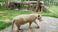 Harimau putih merupakan hewan langka dan satu-satunya yang dapat ditemukan di Fauna Land