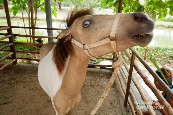 Kuda poni dengan mata unik berwarna biru ini pun bisa kita temukan di kawasan Ecopark Ancol