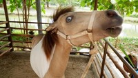 Kuda poni dengan mata unik berwarna biru ini pun bisa kita temukan di kawasan Ecopark Ancol