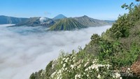 Kabut tebal terlihat menutup areal Lautan Pasir di sekitar Kawah Bromo.