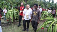 Menteri Koperasi dan UKM RI, teten Masduki mengunjungi kebun buah naga saat melakukan kunjungan kerja di Raja Ampat