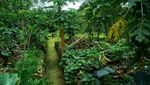Ini Taman Batu Organik yang Unik