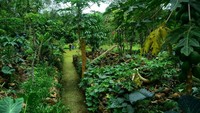 Tanaman buah dan sayuran di antara bebatuan