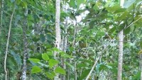 Di beberapa bagian terpasang bambu agar jalan tidak licin