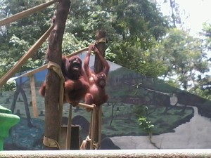 Ini Tempat Melihat Aneka Satwa Lucu di Solo