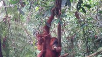 Orangutan sedang diberi makan