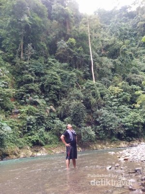 Ini Tempat Melihat Orangutan di Sumatera Utara