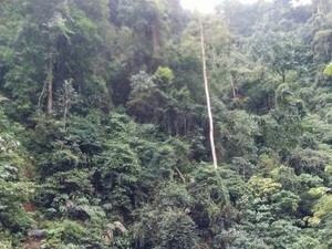 Ini Tempat Melihat Orangutan di Sumatera Utara