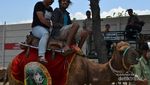 Ini Tempat Naik Unta di Jawa Tengah