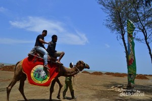 Ini Tempat Naik Unta di Jawa Tengah