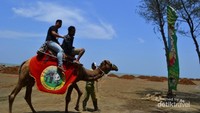 Serunya keliling pantai naik unta