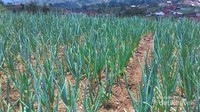 Perkebunan sayur warga dikanan kiri jalan setapak menuju buk
