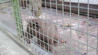 luwak yang dipelihara baik di Bali Pulina