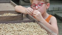 Seorang anak bule memperhatikan biji kopi