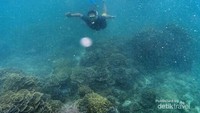 Menyelami indahnya bawah laut Teluk Kletekan